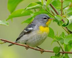 Image result for Parula americana
