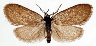 Attēlu rezultāti vaicājumam “Proutia betulina larva”