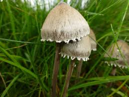 Attēlu rezultāti vaicājumam “Panaeolus papilionaceus”