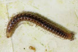 Attēlu rezultāti vaicājumam “Craspedosoma rawlinsi”