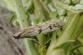 Attēlu rezultāti vaicājumam “Phycitodes binaevella”