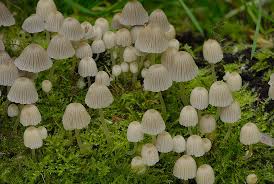 Attēlu rezultāti vaicājumam “Coprinus disseminatus”