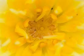 Attēlu rezultāti vaicājumam “Nymphaea candida flower”