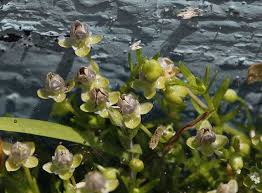 Attēlu rezultāti vaicājumam “Sagina procumbens flower”