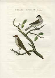 Attēlu rezultāti vaicājumam “Sylvia atricapilla”