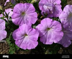 Image result for Petunia hybrida