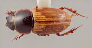 Attēlu rezultāti vaicājumam “Aphodius subterraneus imago”