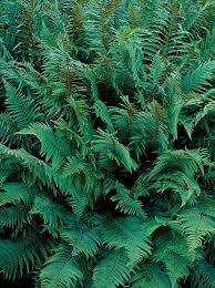 Attēlu rezultāti vaicājumam “Dryopteris affinis”