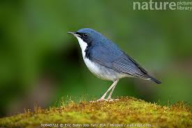 Image result for Luscinia cyane