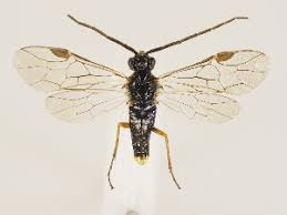 Attēlu rezultāti vaicājumam “Euura brevicornis”