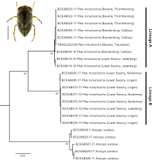 Attēlu rezultāti vaicājumam “Limnoporus rufoscutellatus”