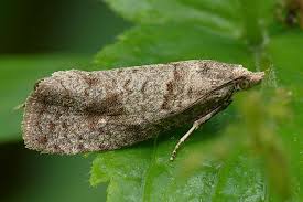 Attēlu rezultāti vaicājumam “Epiblema grandaevana”