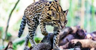 Image result for оцелот