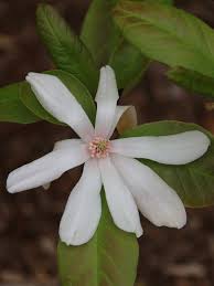 Attēlu rezultāti vaicājumam “Magnolia x loebneri flower”