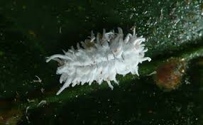 Image result for Cryptolaemus