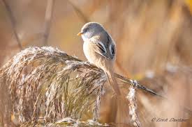 Attēlu rezultāti vaicājumam “Panurus biarmicus female”