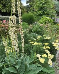 Attēlu rezultāti vaicājumam “Stachys palustris bud”