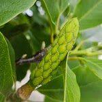 Attēlu rezultāti vaicājumam “Magnolia kobus fruit”