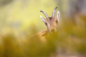 Attēlu rezultāti vaicājumam “Capra juvenile”