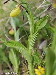 Attēlu rezultāti vaicājumam “Cypripedium calceolus leaf”