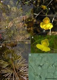 Attēlu rezultāti vaicājumam “Utricularia intermedia bud”