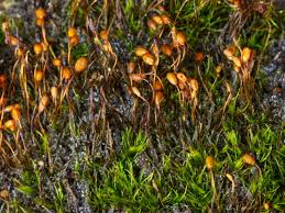 Attēlu rezultāti vaicājumam “Seligeria donniana”