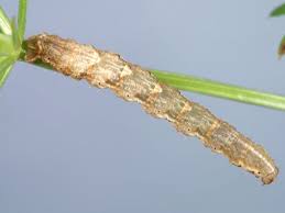 Attēlu rezultāti vaicājumam “Lampropteryx suffumata”