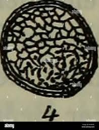 Attēlu rezultāti vaicājumam “Trichia scabra spores”