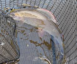 Image result for Taunton Angling Association