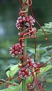 Attēlu rezultāti vaicājumam “Cuscuta europaea”