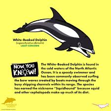 Image result for Lagenorhynchus albirostris