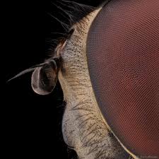 Attēlu rezultāti vaicājumam “Bryum funkii macro”