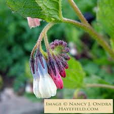 Attēlu rezultāti vaicājumam “Symphytum grandiflorum flower”