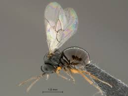 Attēlu rezultāti vaicājumam “Cynipidae”