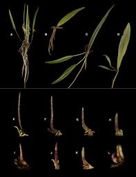 Attēlu rezultāti vaicājumam “Schoenus ferrugineus bud”