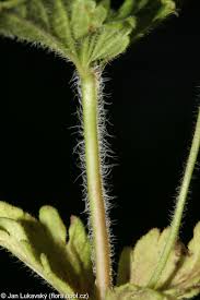 Attēlu rezultāti vaicājumam “Veronica chamaedrys leaf”