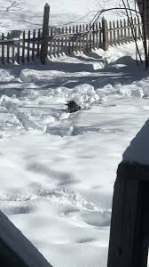 Image result for Weybridge RPC