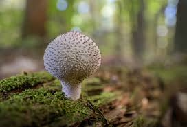 Attēlu rezultāti vaicājumam “Lycoperdon perlatum”