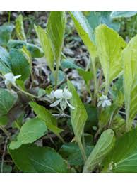 Attēlu rezultāti vaicājumam “Viola epipsila leaf”