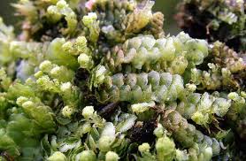 Attēlu rezultāti vaicājumam “Calypogeia neesiana”