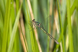Attēlu rezultāti vaicājumam “Lestes dryas male”