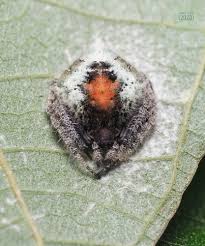 Attēlu rezultāti vaicājumam “Aranei exuvia”