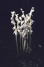 Attēlu rezultāti vaicājumam “Epipogium aphyllum”