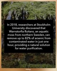 Attēlu rezultāti vaicājumam “Warnstorfia fluitans”