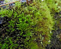 Attēlu rezultāti vaicājumam “Eurhynchiastrum pulchellum macro”