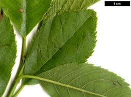 Attēlu rezultāti vaicājumam “Anthyllis maritima leaf”