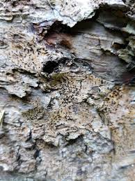 Attēlu rezultāti vaicājumam “Opegrapha rufescens”