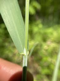 Attēlu rezultāti vaicājumam “Milium effusum”