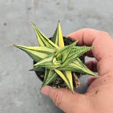 Image result for Haworthia