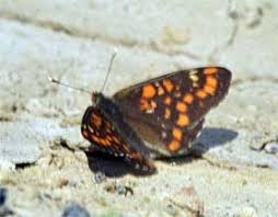 Attēlu rezultāti vaicājumam “Euphydryas maturna upperside”